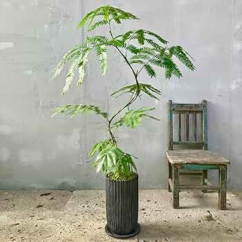 jhgdk⑩　エバーフレッシュ曲がり仕立て　⑦オリーブ2苗セット エバーフレッシュ 曲がり」の人気商品一覧 | 安い商品を通販