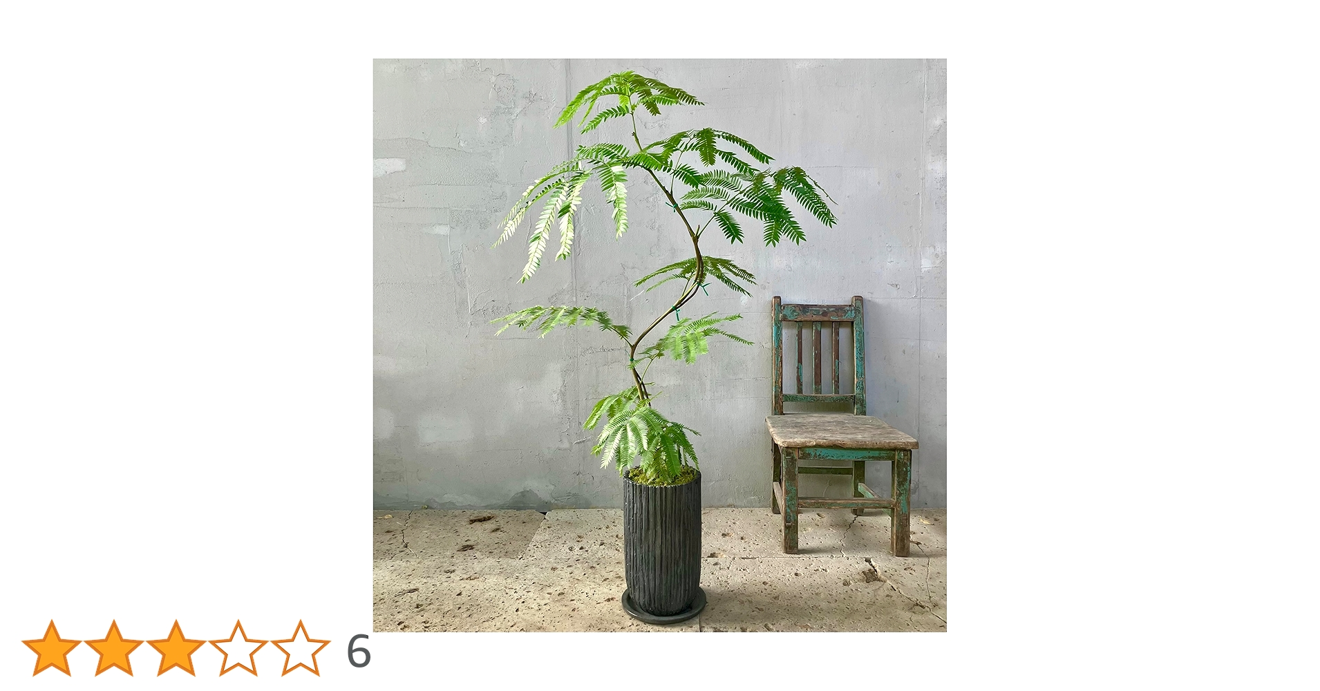 jhgdk⑩　エバーフレッシュ曲がり仕立て　⑦オリーブ2苗セット jhgdk⑩ エバーフレッシュ曲がり仕立て ⑦オリーブ2苗セット