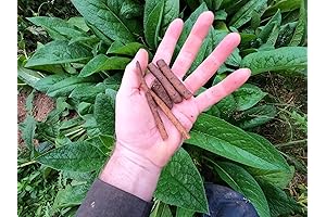Russian Comfrey Bocking 14 - Root Cuttings