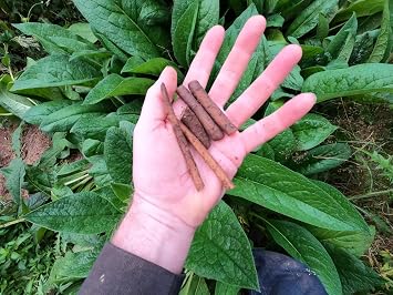 Comfrey - Root Cuttings Symphytum uplandicum - Bocking 14 - Ready to Plant Comphrey, knitbone, 10