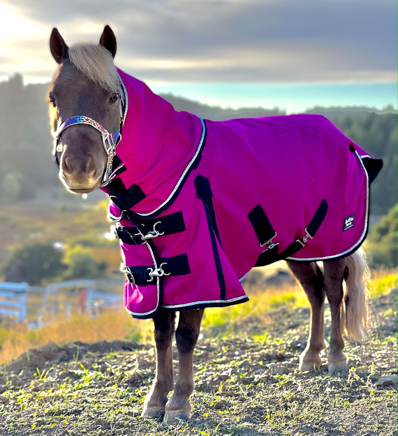 Star Point Horsemanship Mini-Pony Horse Ripstop Waterproof Windproof Blanket Hooded Lightweight Turnout Rain Sheet Breathable Lining 1200 Denier Material 220 Fill (44-46", Purple)