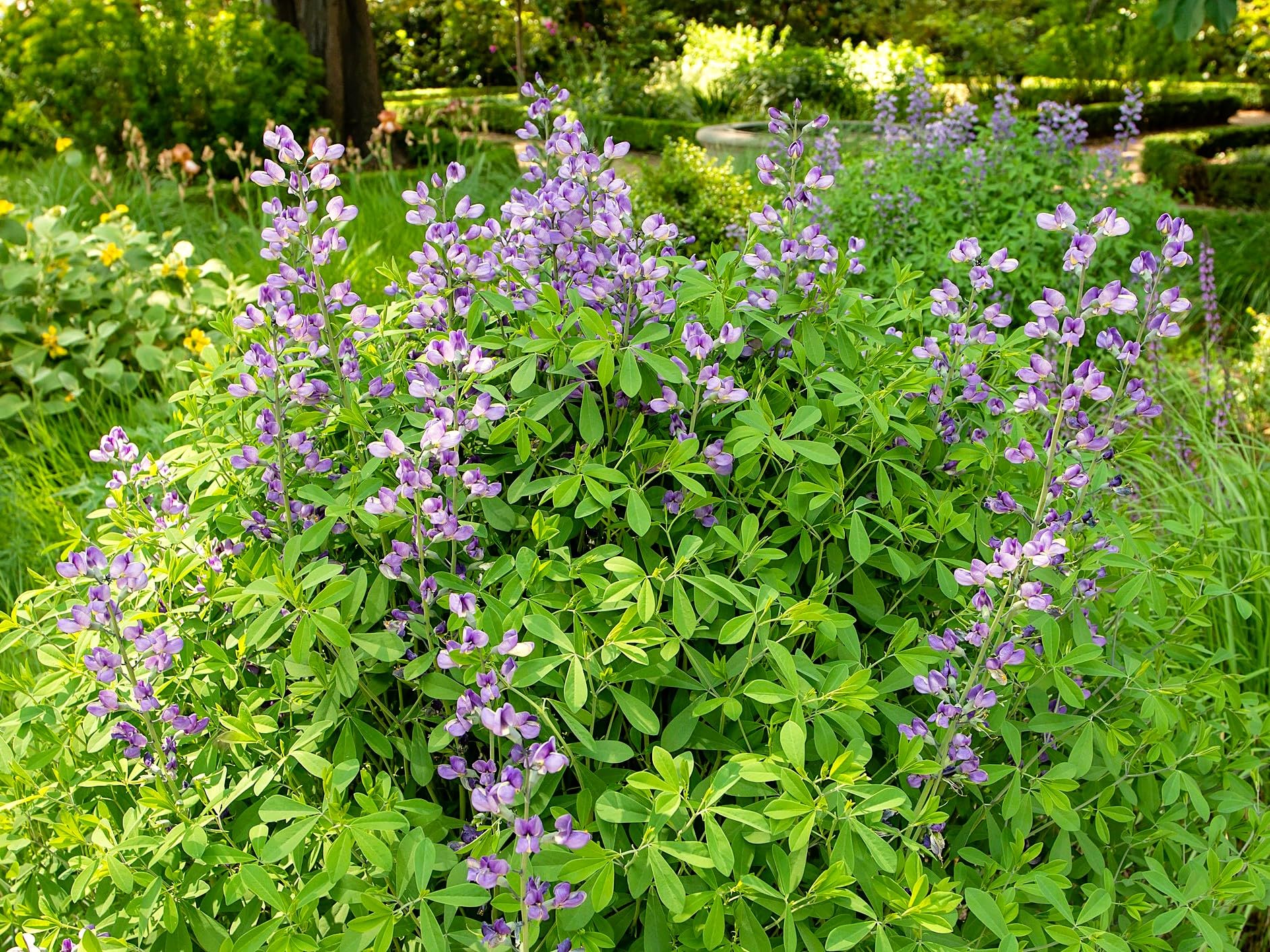 Greenwood Nursery Blue False Indigo