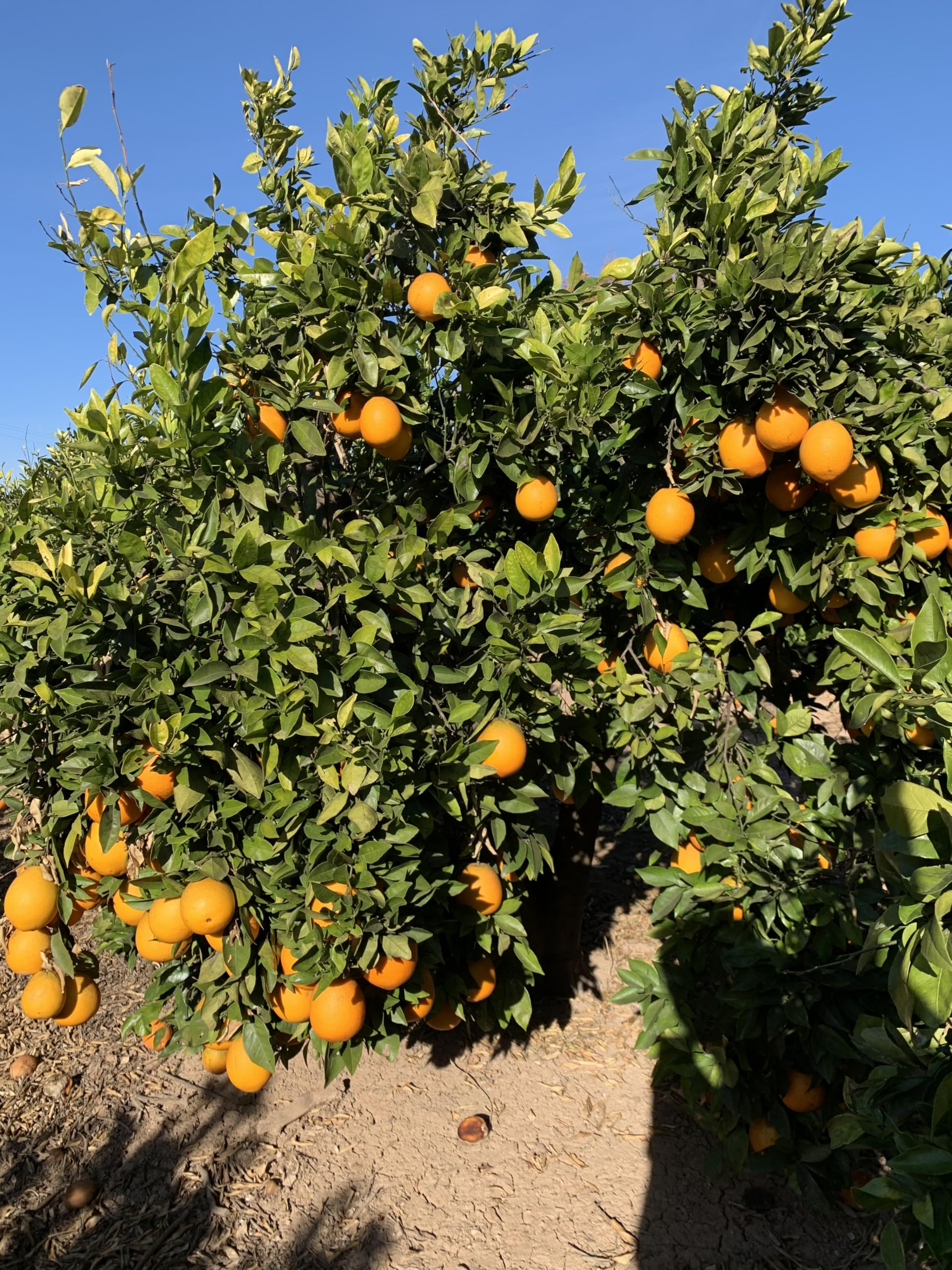 Naranjas Valencianas para Zumo – Caja 5 kg – Recién Cosechadas – Directas del Agricultor