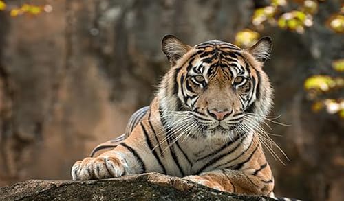 TIGER IMAGES