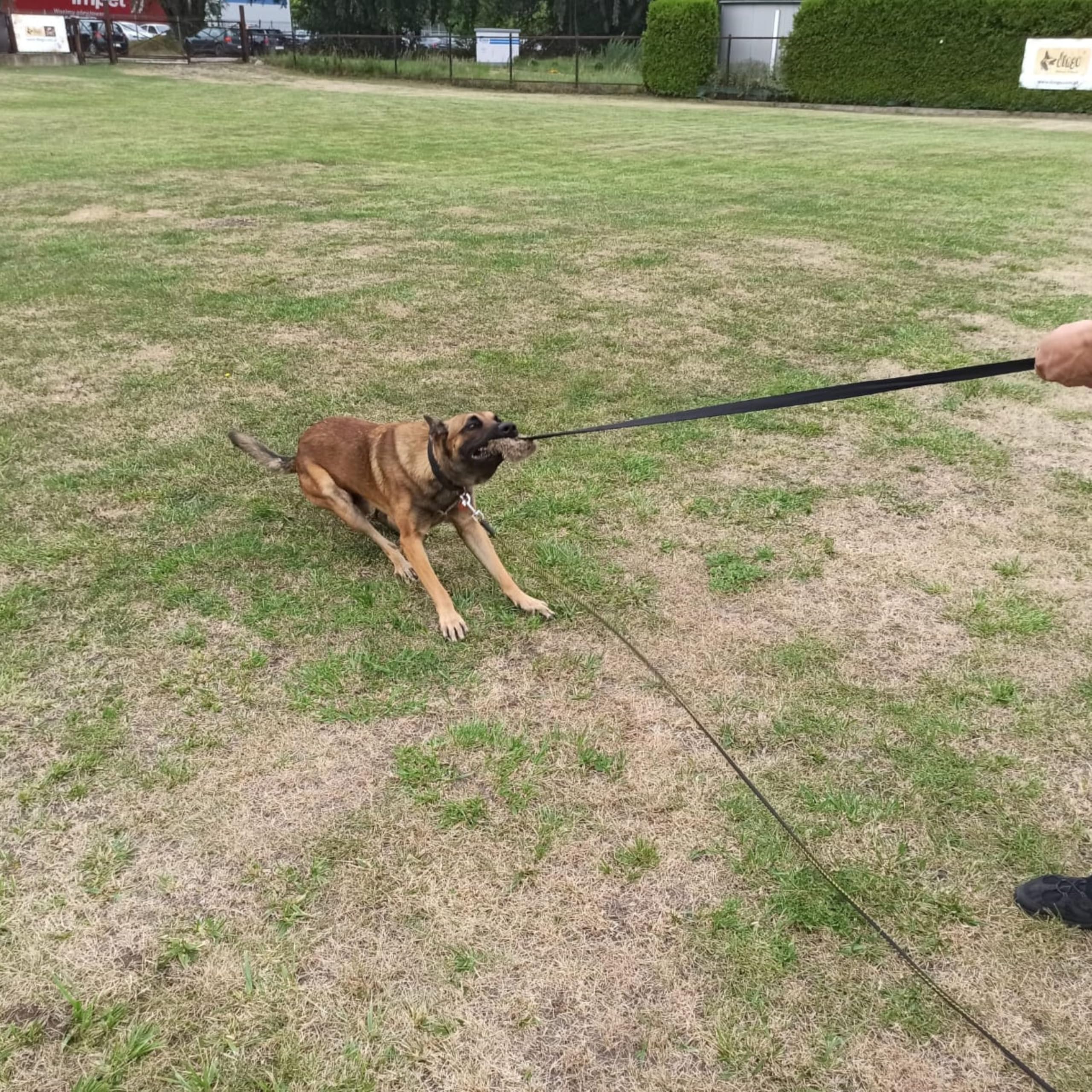 Dingo Zestaw Zabawka dla psa sztuczne futro zielony uchwyt bungee długi czarny uchwyt bungee mop piszczący trening psa Z30021