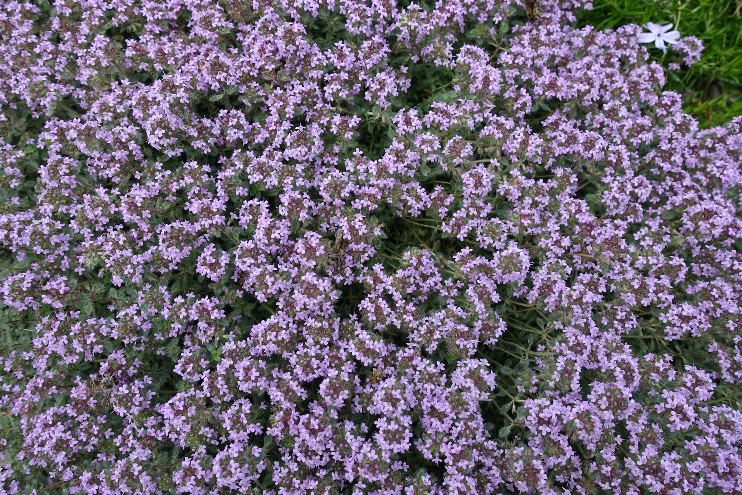 Stauden Gänge 10 x Thymus praecox 'Pseudolanuginosus' Wolliger Thymian