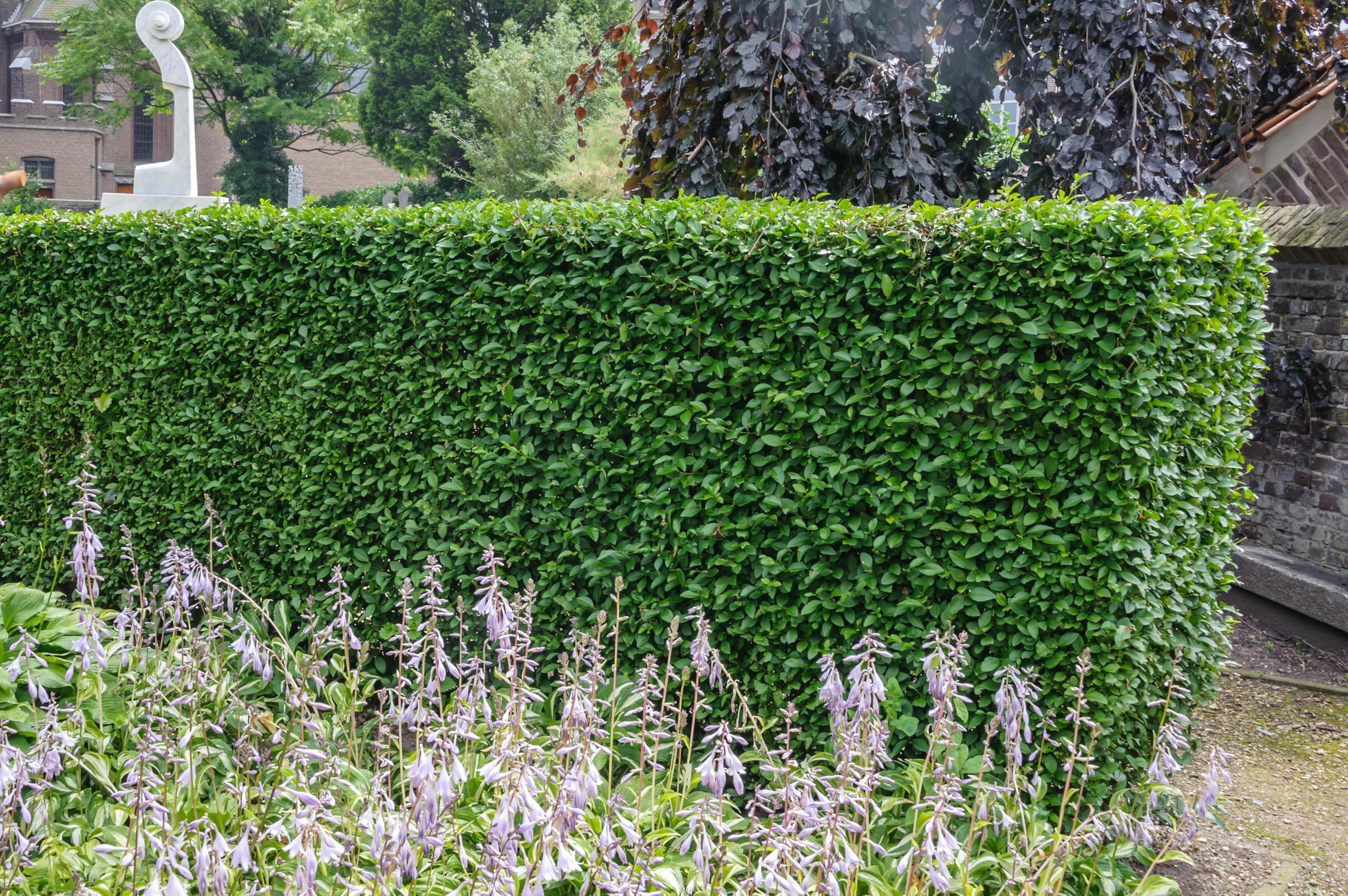 Stauden Gnge 10 x Ligustrum ovalifolium 'Green Diamond'  (Gehlz/Heckenpflanze/Winterhart/Mehrjhrig/Immergrn) Ovalblttriger  Liguster - Der funkelnde Star unter den Heckenpflanzen : Amazon.de: Garten