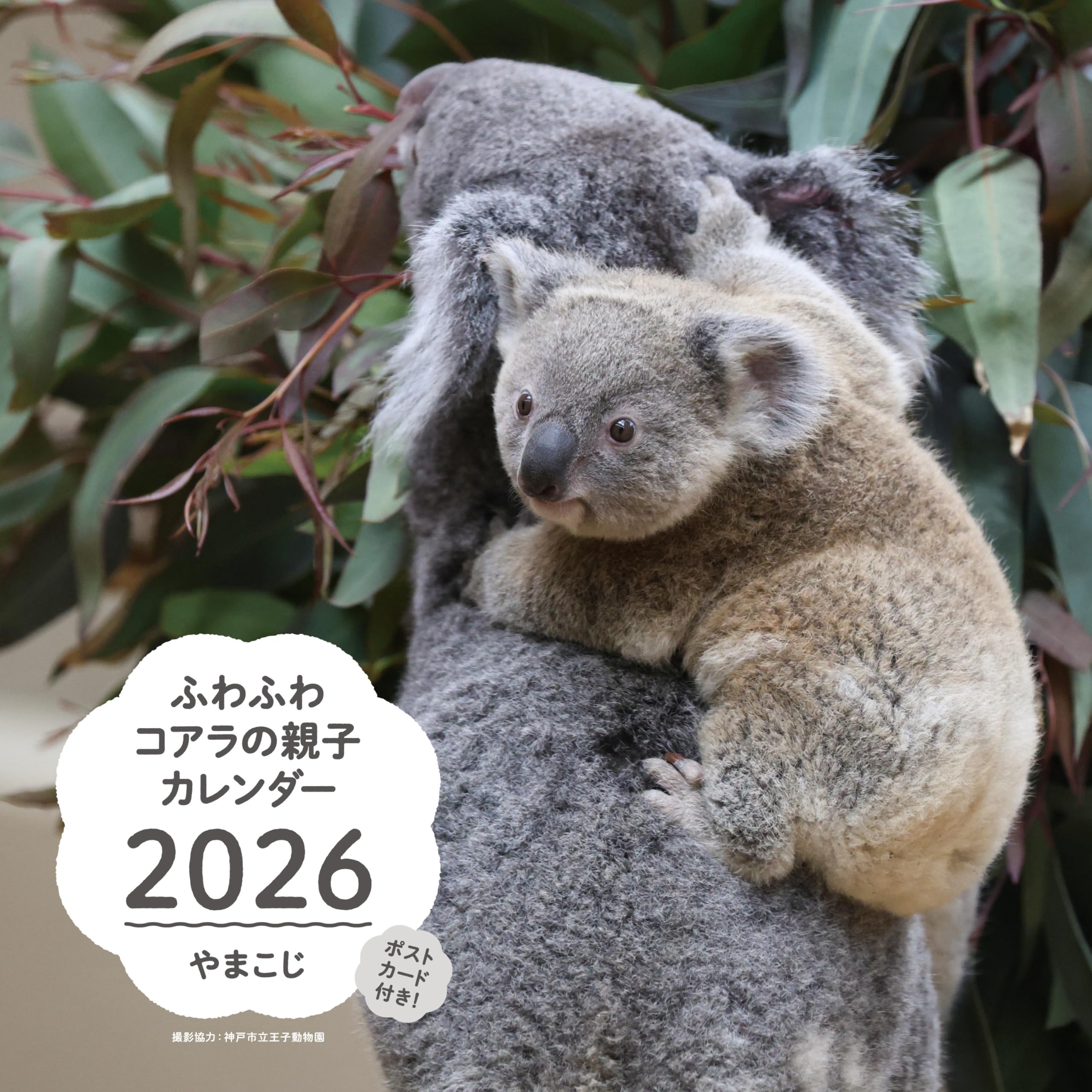 コアラ シャイちゃん、お姉さんになりましたな🐨✨☺️ 20250726