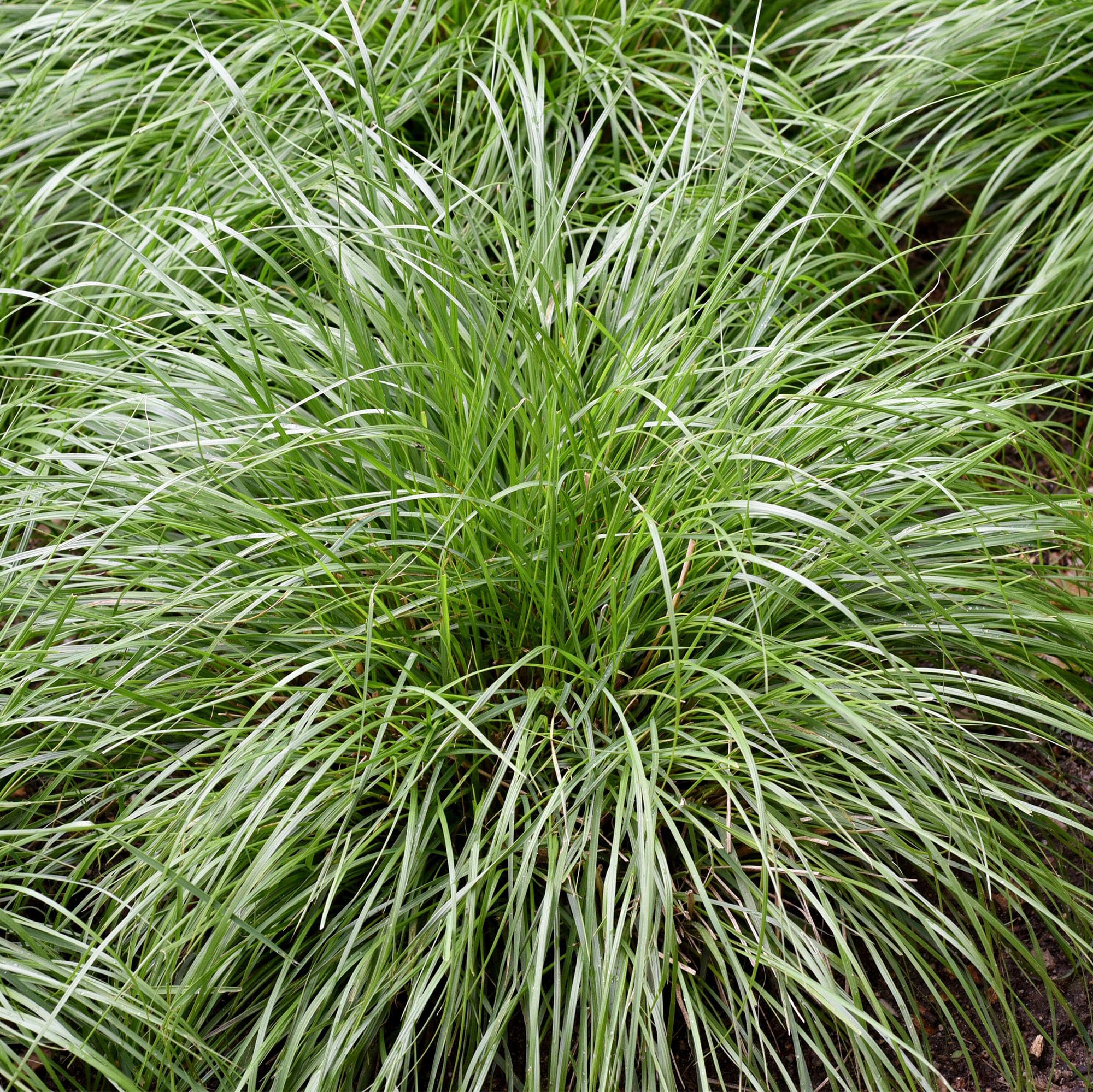 Carex Intense Green - Evergreen Ornamental Grasses Outdoor Garden Ready Plant - Japanese Sedge Tropical Plants for Garden - Ornamental Grass Plants for Beds, Borders and Pots (2 Litre Pot, 25-35cm)