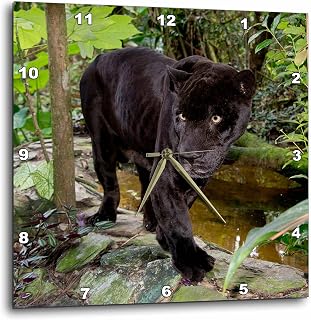 3dRose Wall Clock Silent - 15 inch - Belize, Belize City, Belize City Zoo. Black Panther, Captive. - Panthers