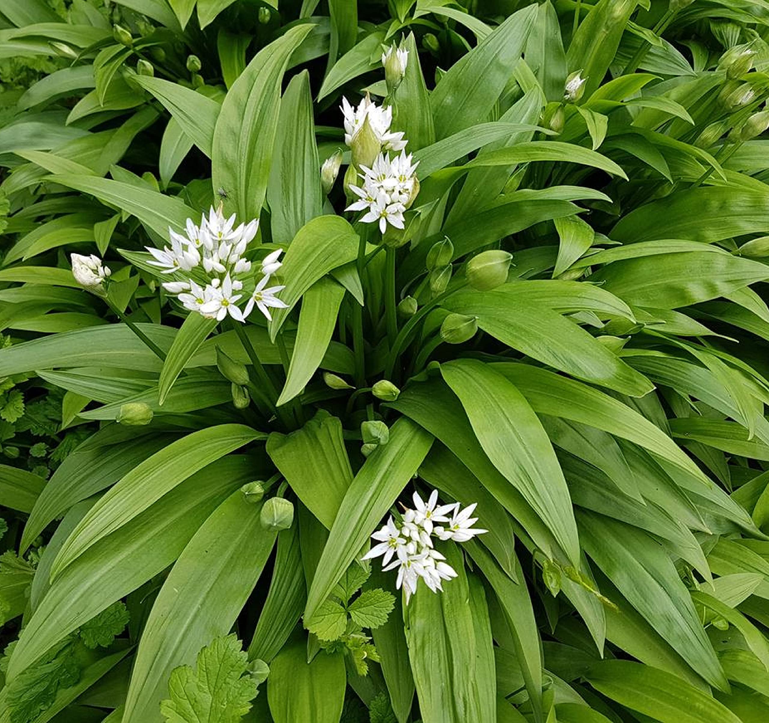 Allium Ursinum (Ail Des Ours) – LA FORET COMESTIBLE - Foto 9