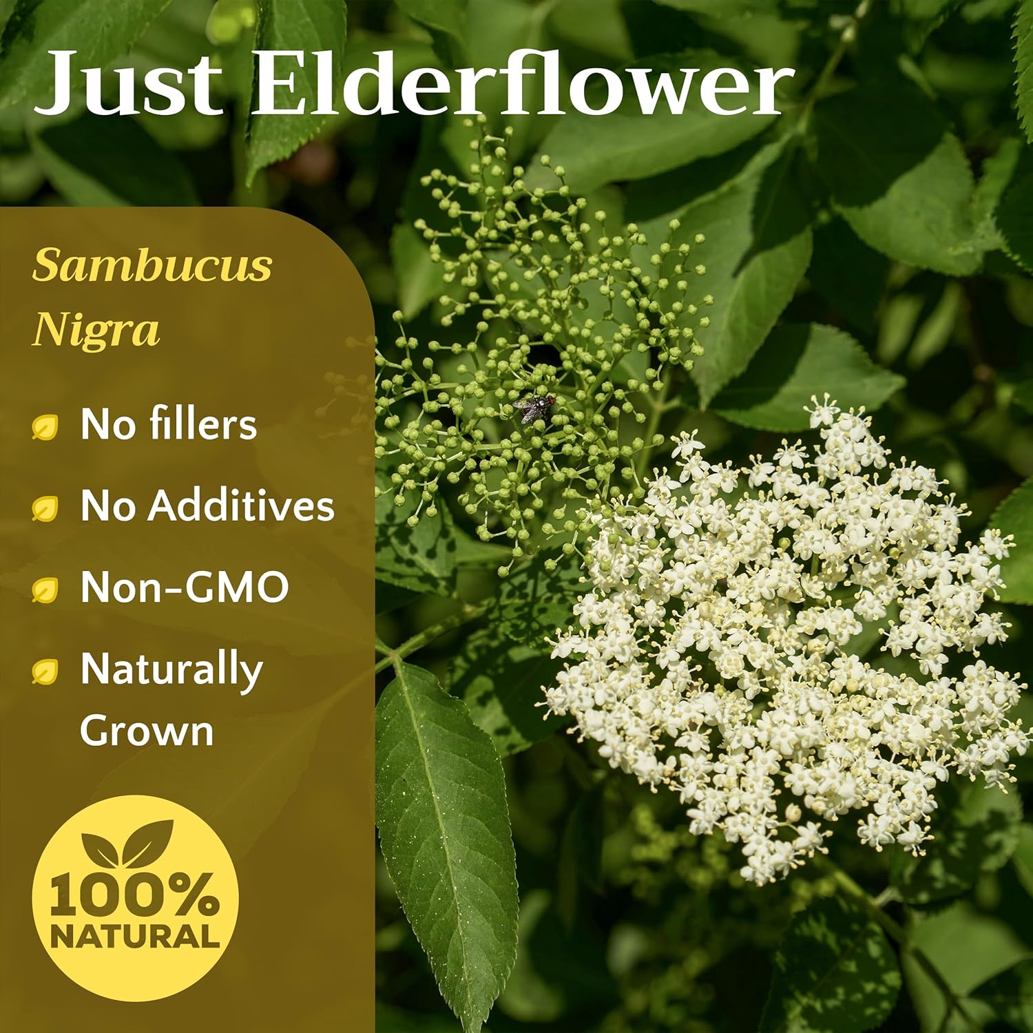 Dried Elderflower Tea - Natural Elder Flowers Herbs Loose Leaf - Wildcrafted Elder Flower Herb Cut & Sifted Bulk, 8 oz