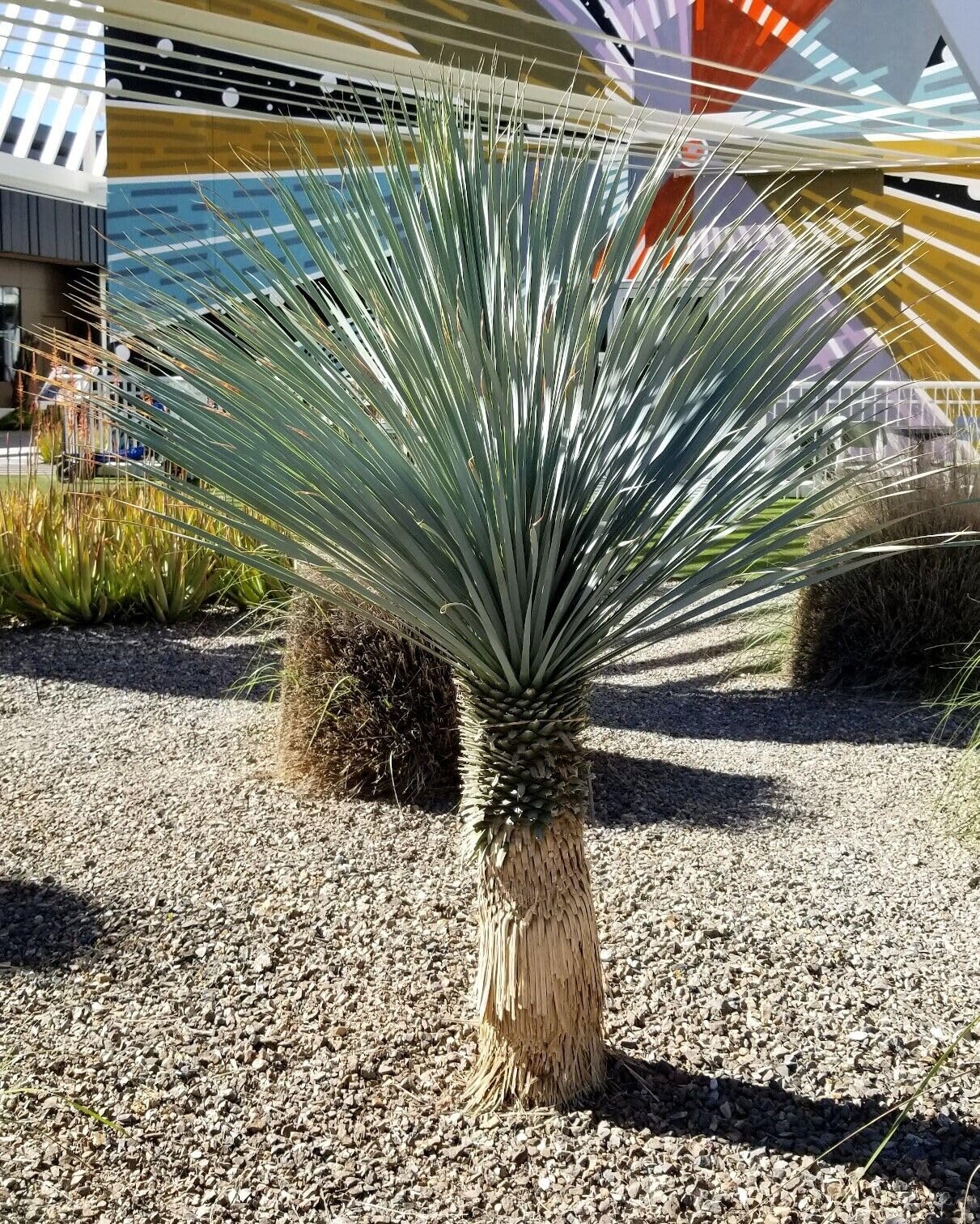 #60 ユッカリギダ Yucca rigida （発根済） Amazon.com : 10 Seeds Blue Yucca Tree | Yucca rigida Agave