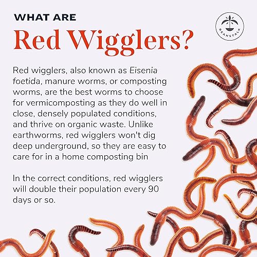 Miniatura 7 de Beanstalk Worms (500 gusanos, 0.5 libras), gusanos de compostación de los molinillos rojos, gusanos de la tierra viven para el jardín