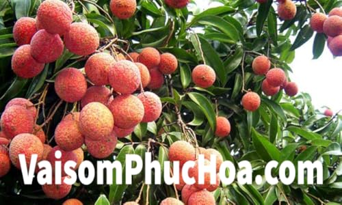 Vai thieu Luc Ngan