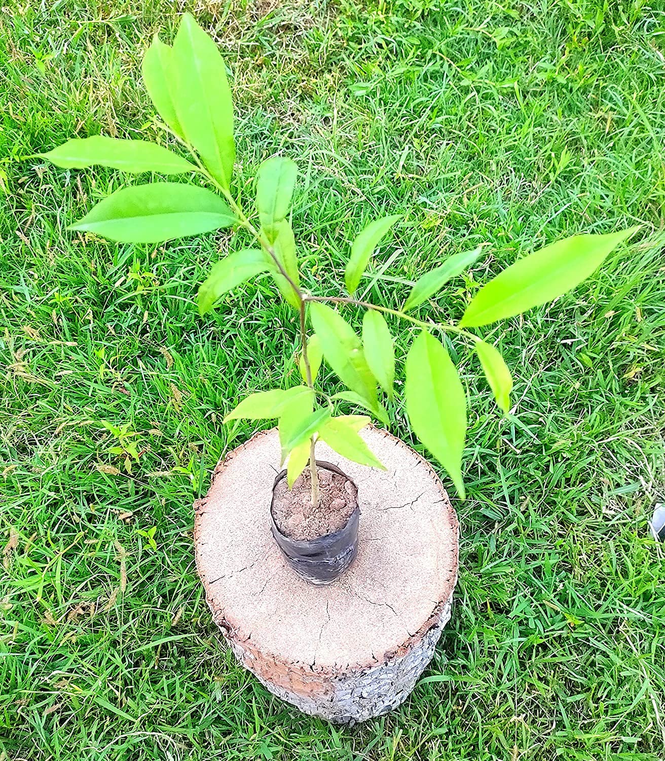 Rudeez Most expensive Rare Agarwood Plant in grow bag-(Pack of 2) (B0B1Z2RN67) Amazon Price History, Amazon Price Tracker