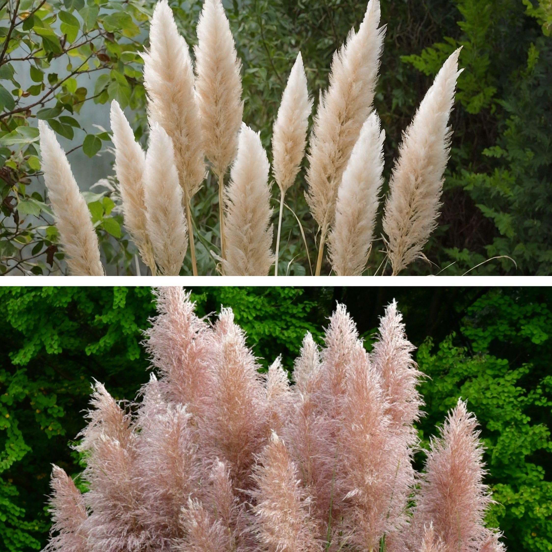 Plant in a Box - Erbe della pampa bianche - Mix di 6 - Rosa - Cortaderia selloana - Vaso 9cm - Altezza 25-40cm