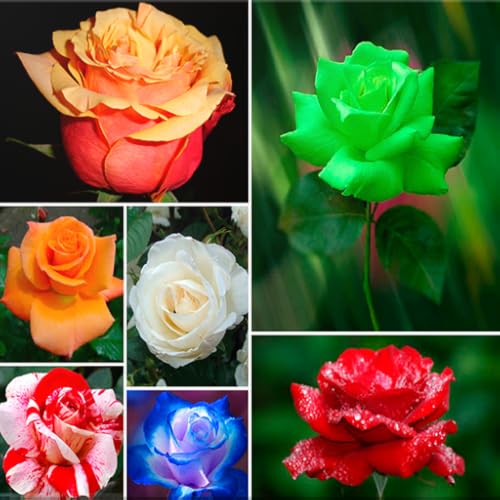 Colorful Roses Wallpapers