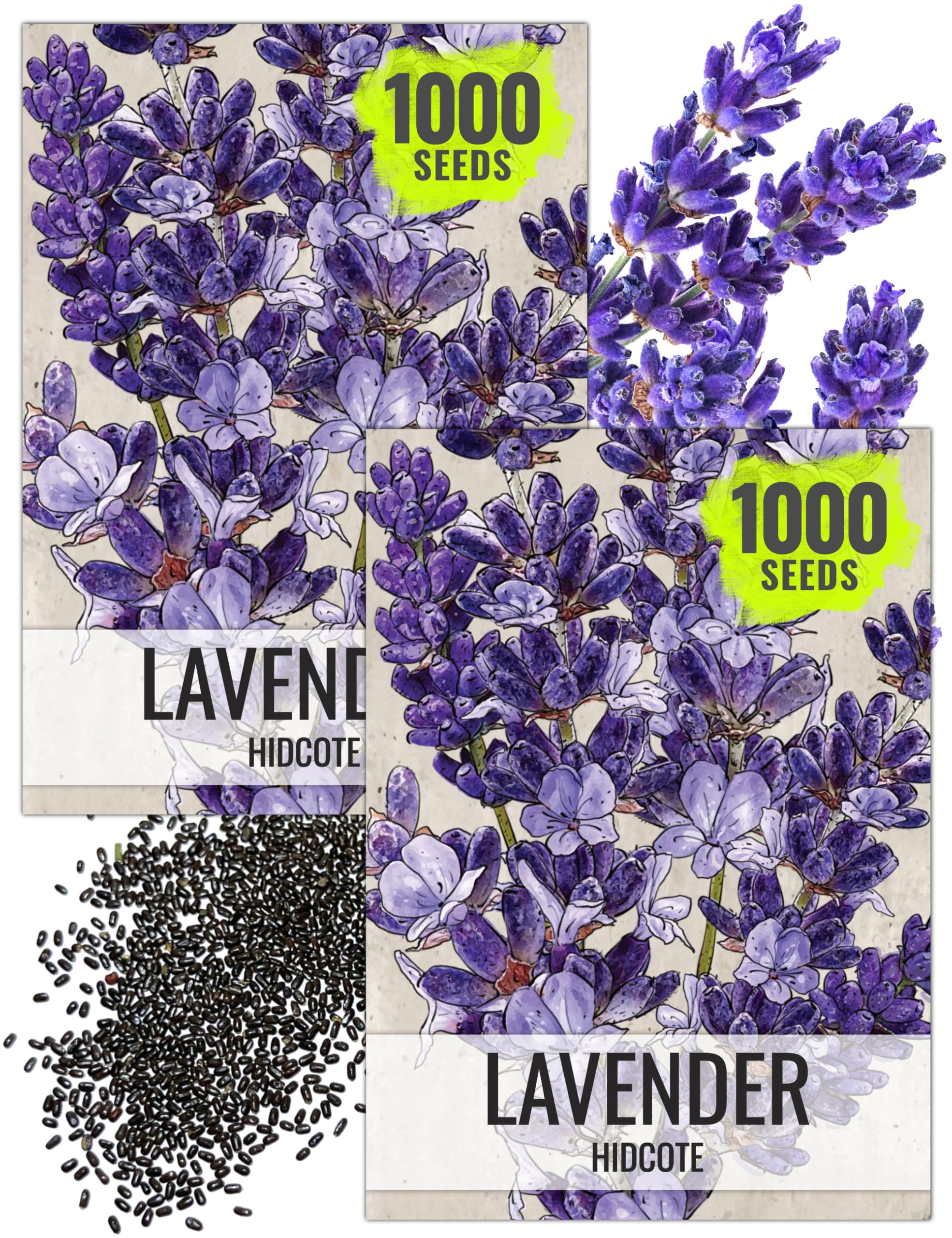 Amazon.com : Seed Needs Lavender Seeds for Planting Hidcote Lavandula  Plants - Non-GMO Heirloom & Untreated Medicinal Herb Seed to Plant & Grow  an Outdoor Home Grown Herb Garden (2 Packs) :