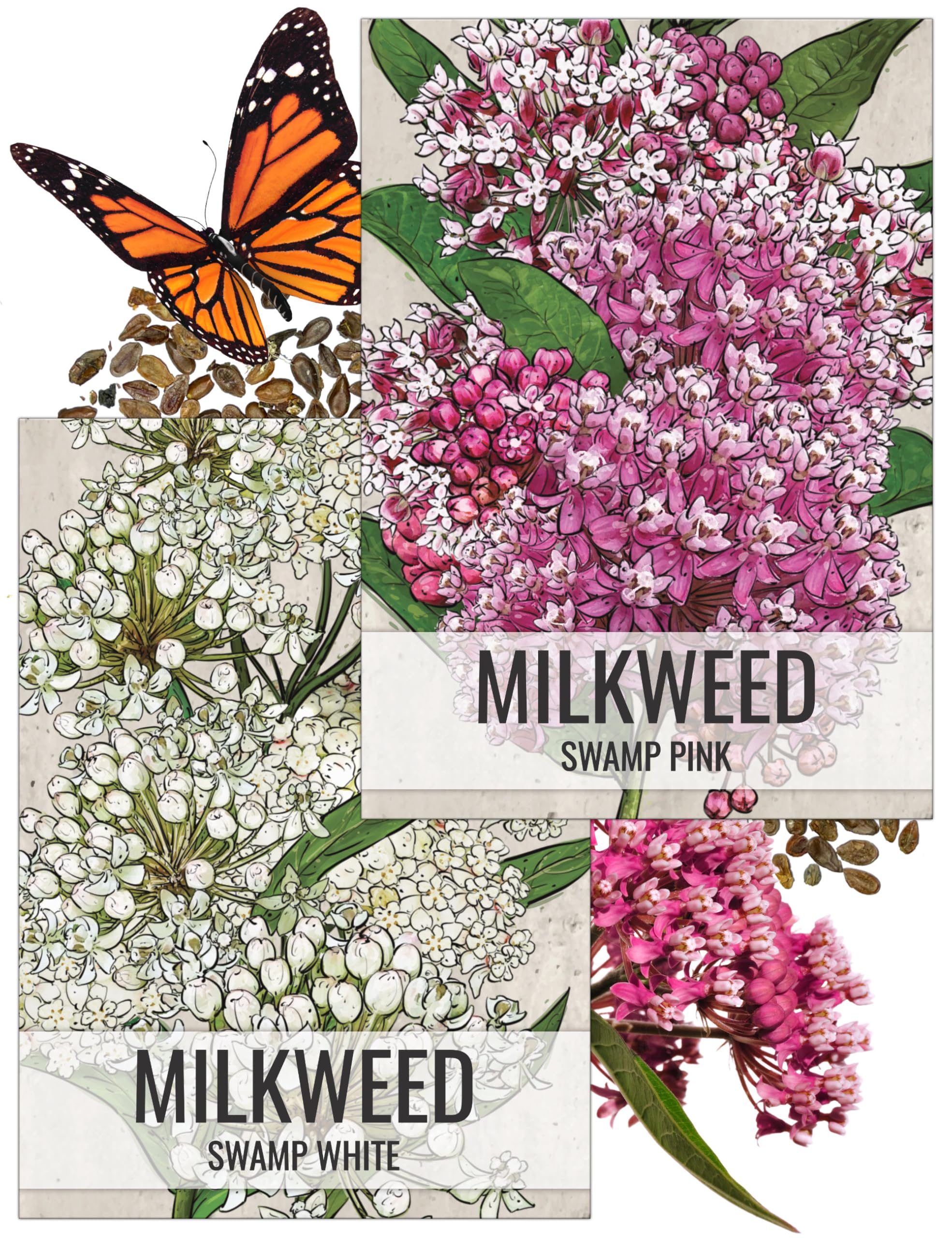 Seed Needs Milkweed Seeds for Planting Swamp Milk Weed (Asclepias Incarnata) White & Pink Seed Collection - Attract Monarch Butterflies by Growing a Butterfly Garden (2 Packs)