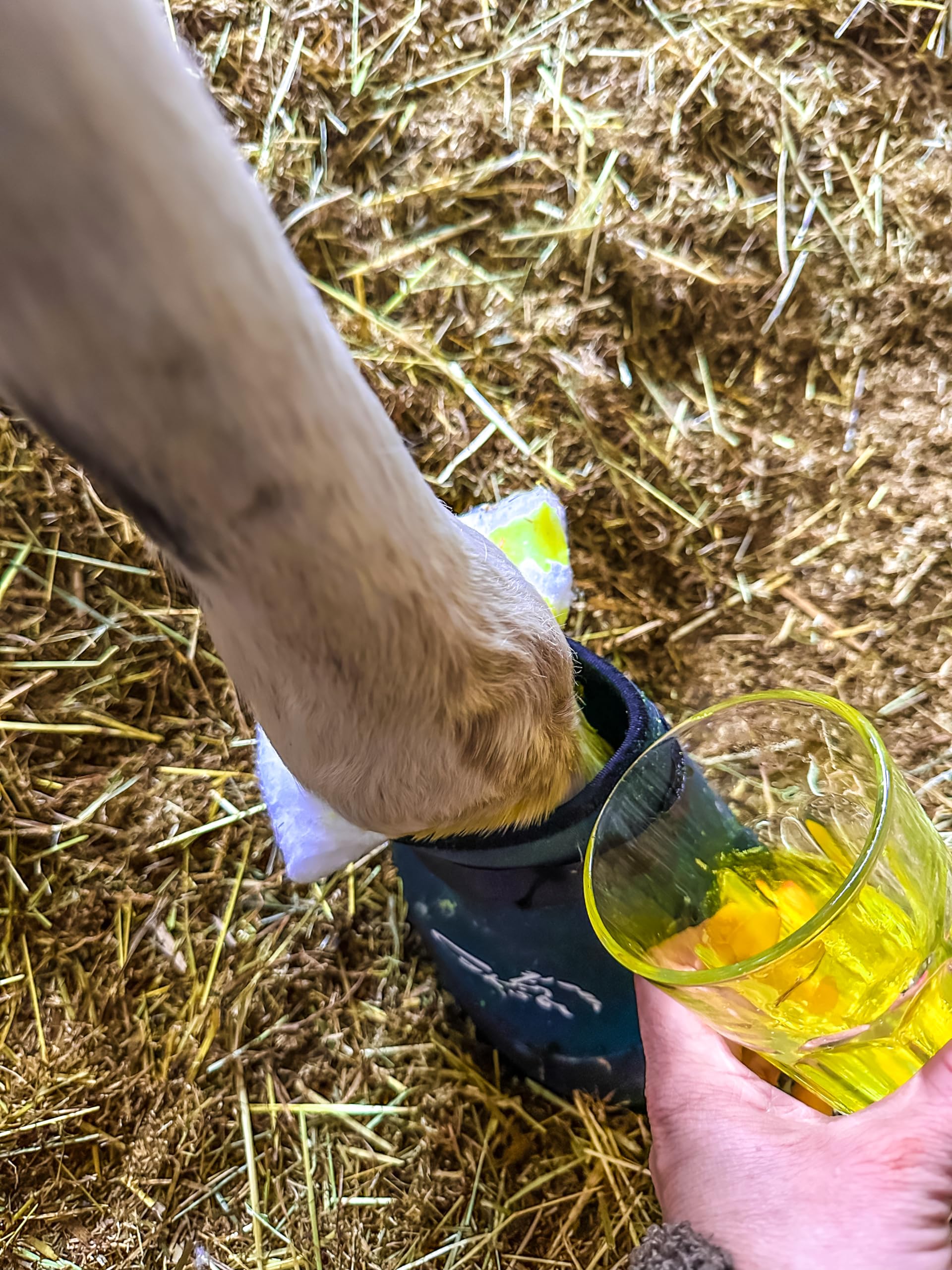 GK´s Calzado para pezuñas, zapatos para el caballo de Austria. Conocido por la televisión de neopreno especial, una suela de goma dura antideslizante y una plantilla de caucho natural (XL)