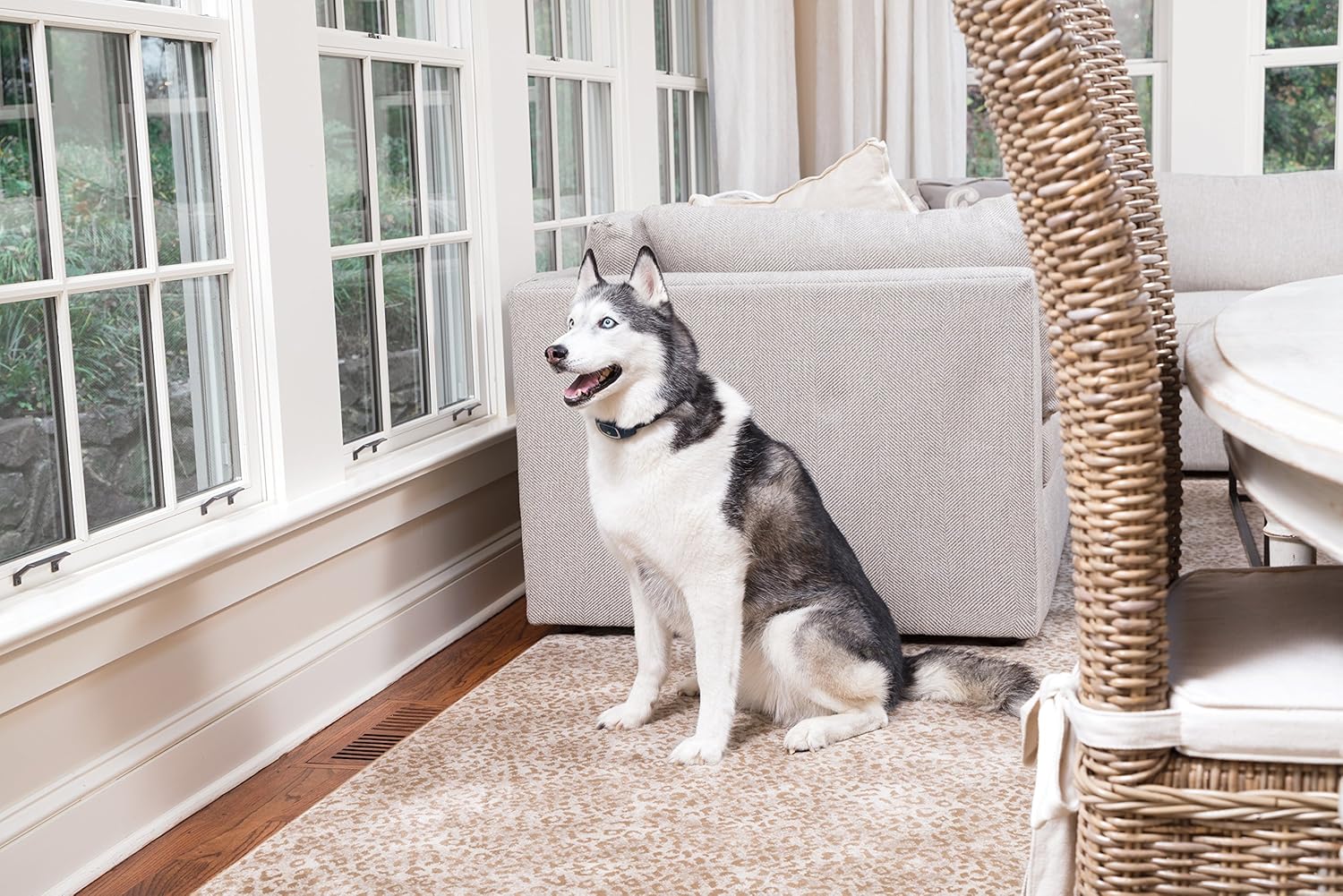 Détail design collier PetSafe anti-aboiement