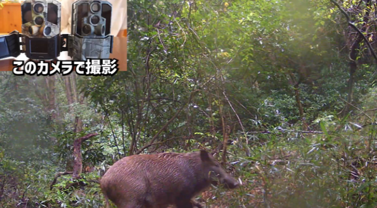 Amazon.co.jp: トレイルカメラ WOSODA センサー 屋外 動物 防犯 赤外線