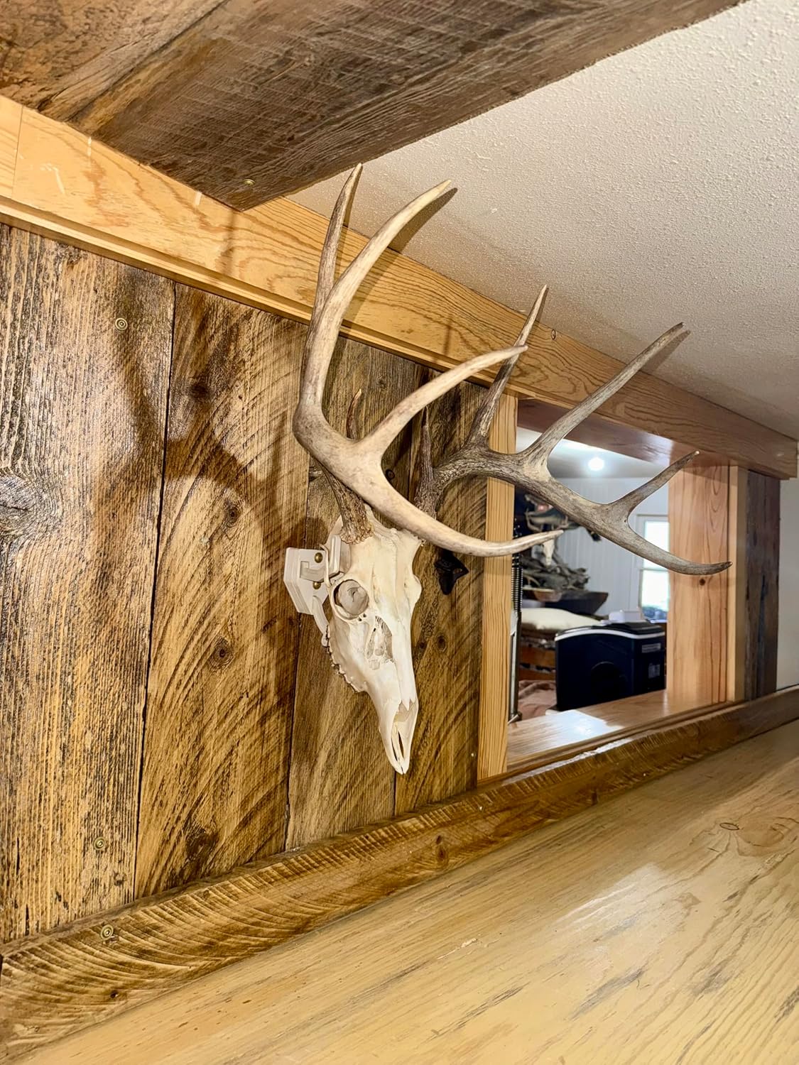 European Skull Mount Hangers Trophy Buck: Deer, Raging Bull: Elk, and Mammoth: Steer/Bison/Moose (Trophy Buck Bone)