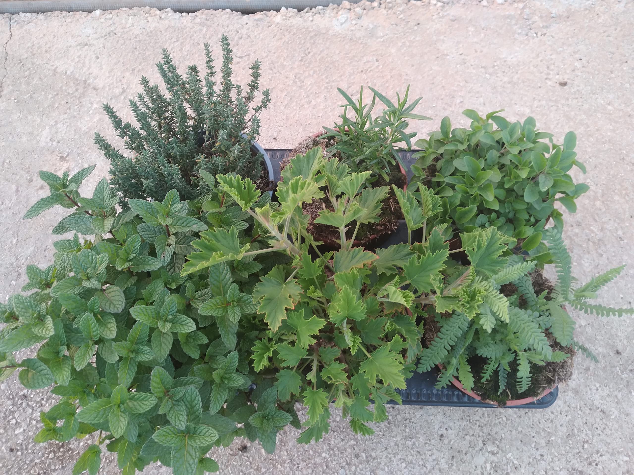 Pack 6 plantas aromáticas - Maceta de 13 cm - Planta viva