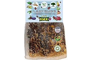 1500 Live Ladybugs: Guardians of Your Garden's Ecosystem