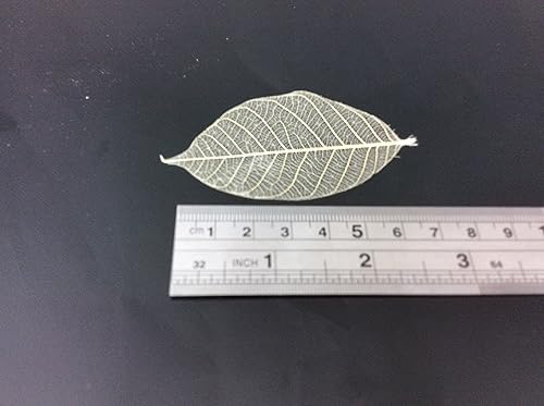 Miniatura 5 de Hojas de esqueleto de 3 pulgadas, 100 piezas de hojas de goma natural para hacer flores, tarjetas especiales para álbumes de recortes, manualidades,