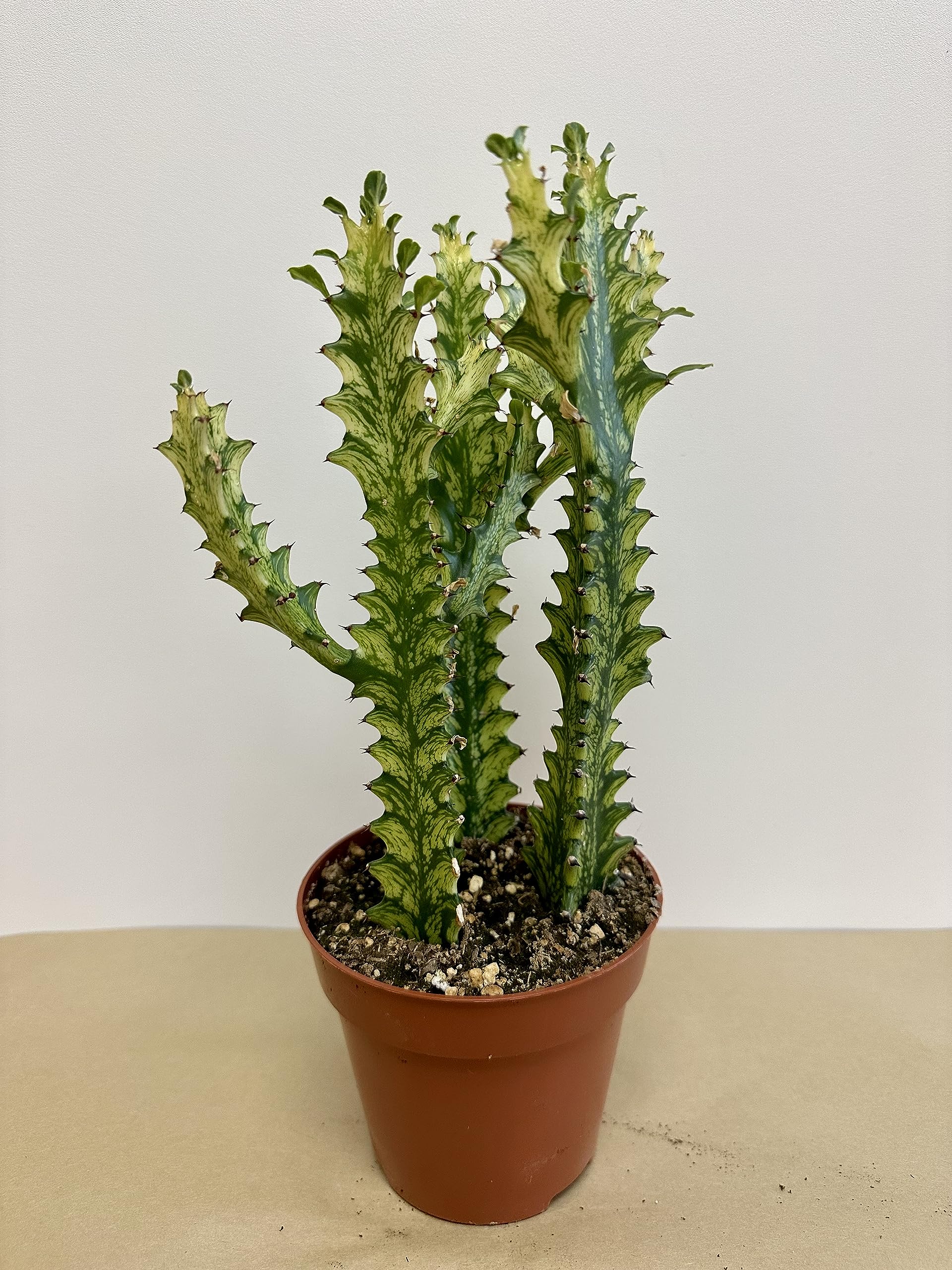 Euphorbia Trigona Care