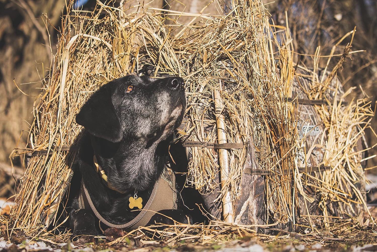 Cupped Waterfowl Hunting Dog Blind, Lightweight Easy-Setup Dog Blind for Hunting Dogs with Front/Rear Entrance