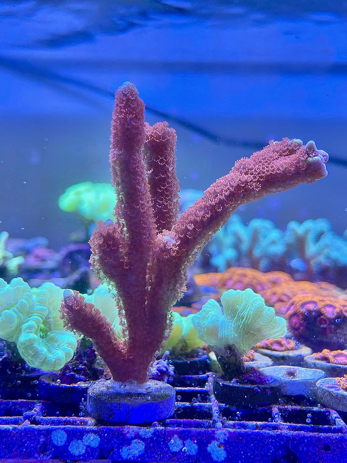 Coral Frag Plugs Live Saltwater Coral Frag High End Zoanthids Pack
