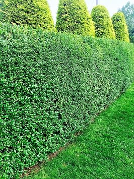 25 Green Privet Hedging Evergreen Plants Fast Growing Shrubs 25-40cm Potted Sunnyside Nurseries