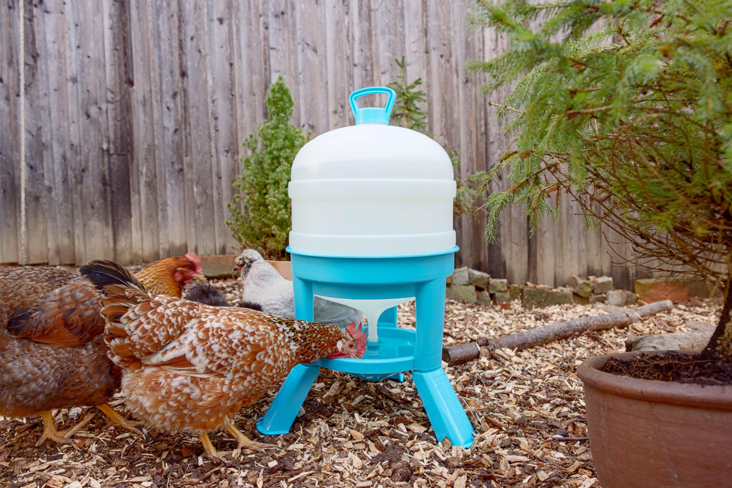 Kerbl Hobbyfarming Geflügeltränke, 30 l, türkis/weiß, 72,5 cm, Ø51,5 cm, Wasserspender, Wassertränke, Kunststoff, Geflügel, Hühner, Enten