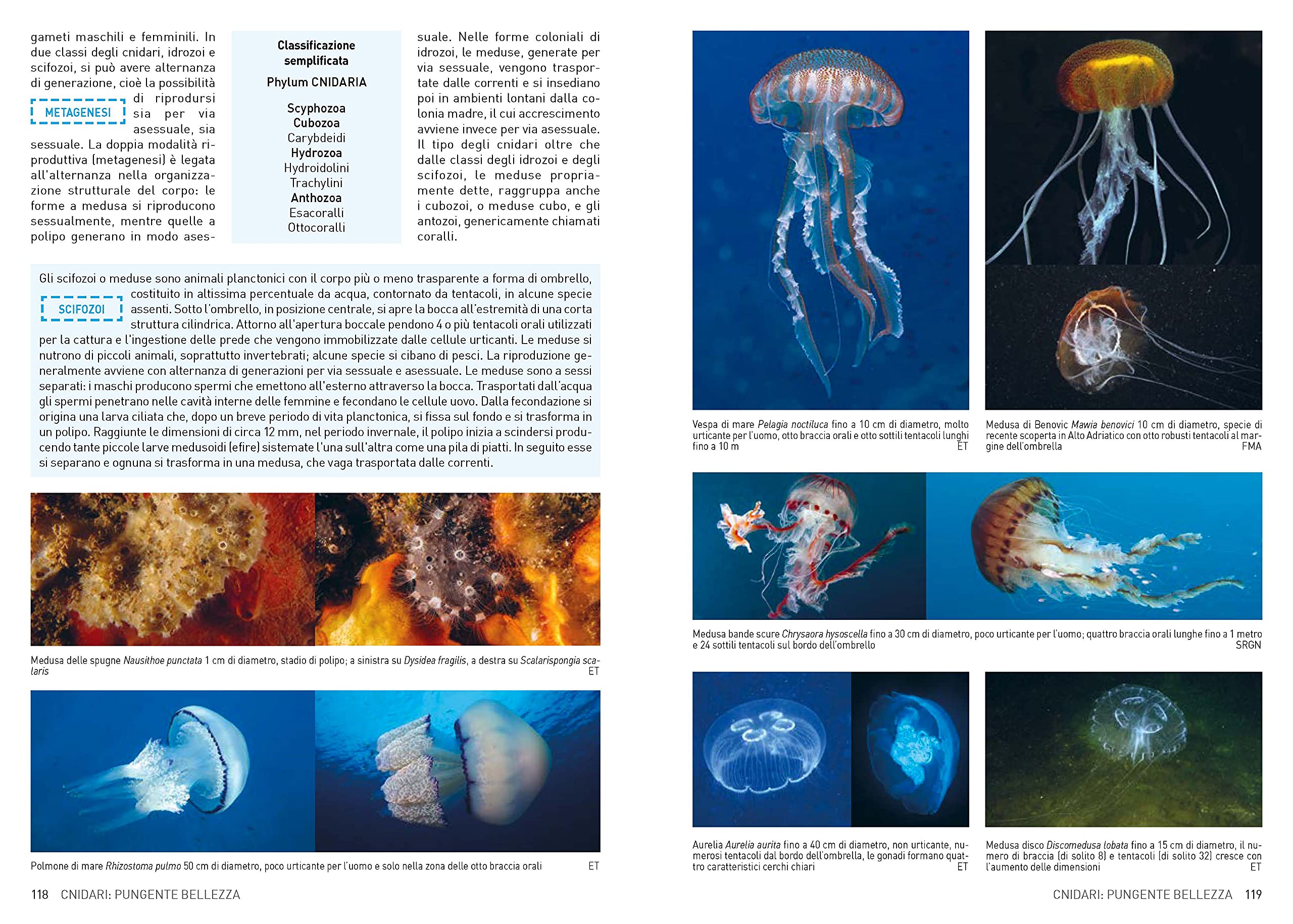 Atlante di flora e fauna del Mediterraneo. Guida alla biodiversità degli ambienti marini. Ediz. a colori