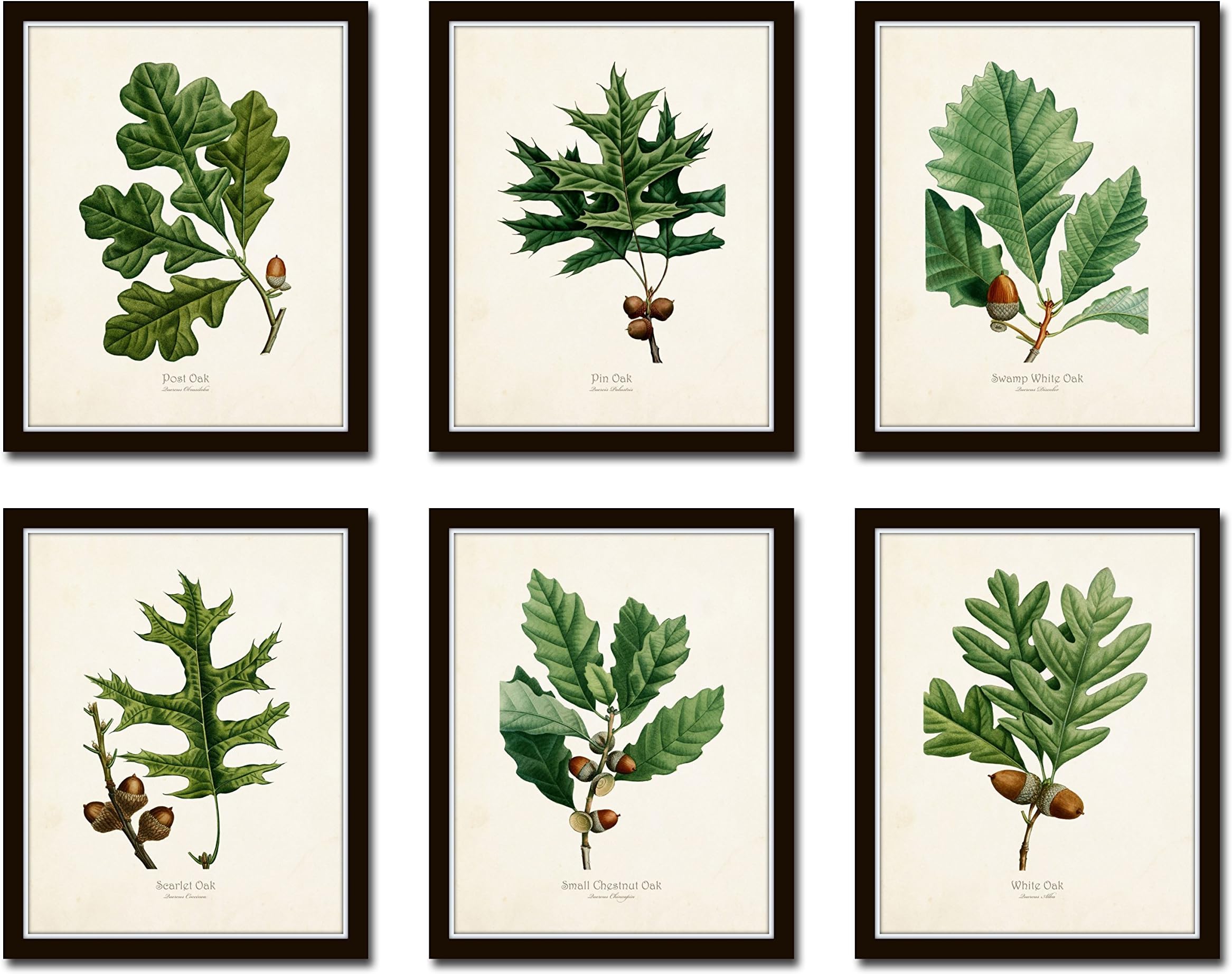 Oak Leaf Botanical Print Set No. 3 Set of 6 Fine Art Giclee Prints - Unframed