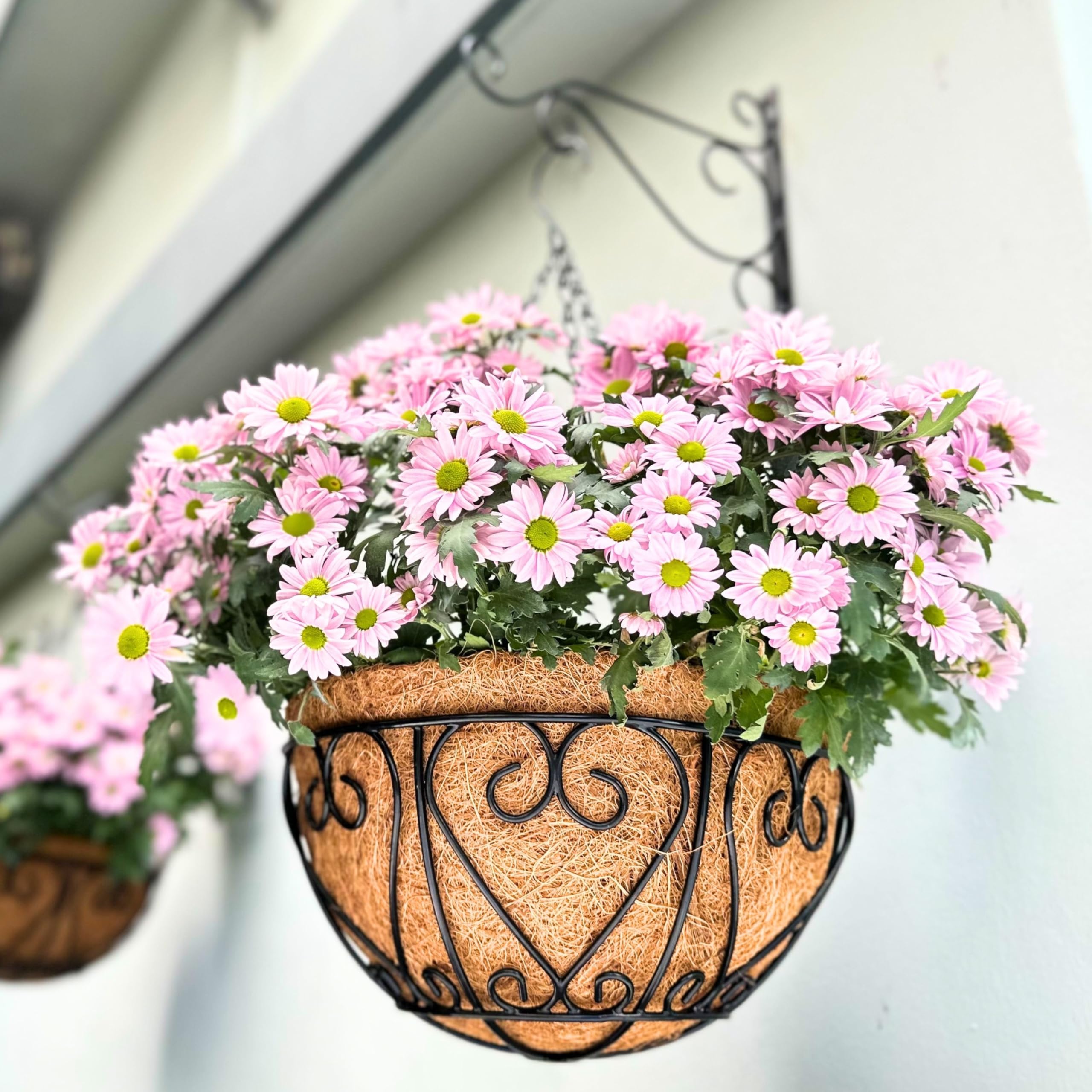 LáLáGreen Fioriera sospesa, 40 cm, set da 6 pezzi, con inserto in cocco, vaso rotondo in metallo nero, con catena e ganci per balcone, terrazza e giardino