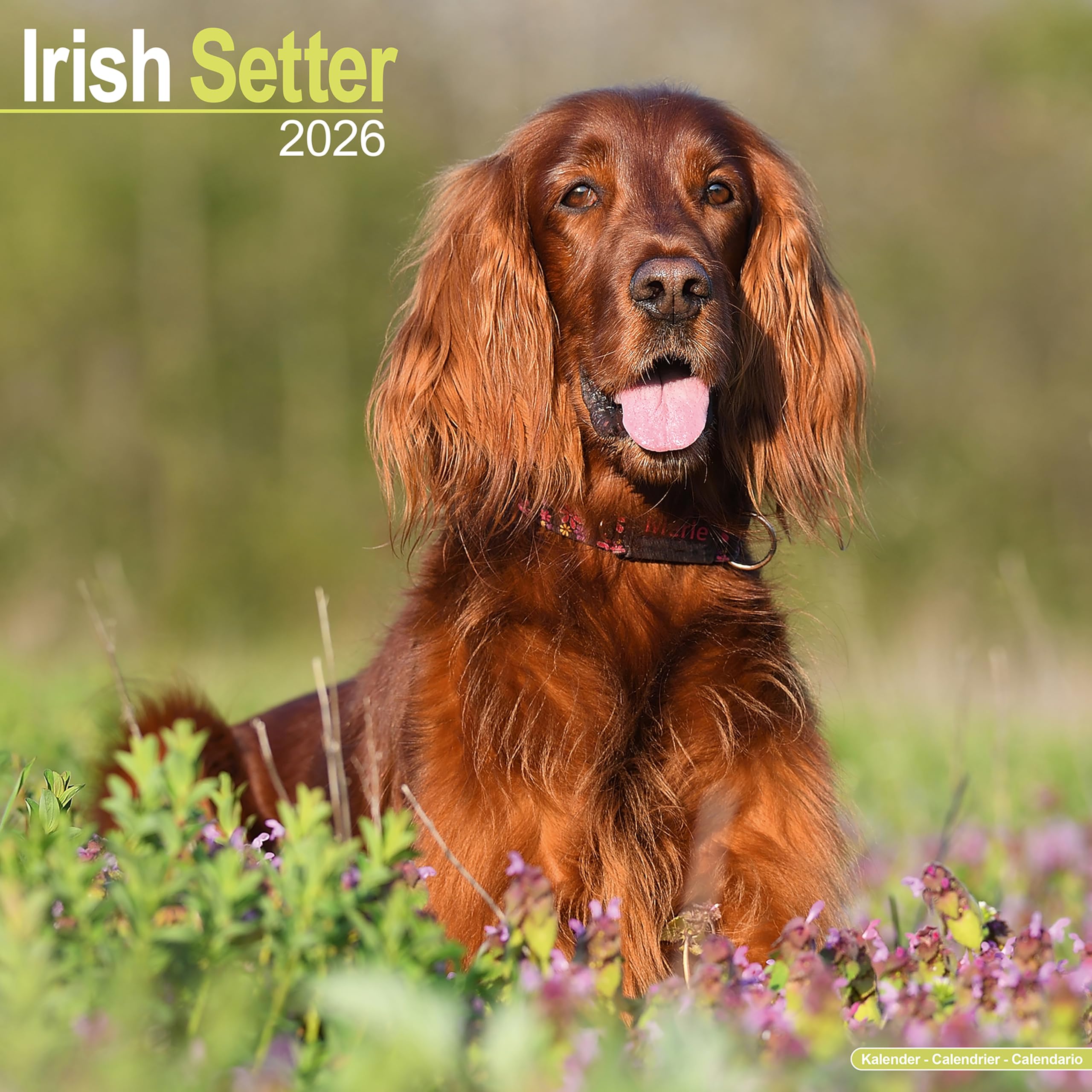 Irish Setter 2026 Calendar | Square Wall Calendar | Dog Breed Gift | Plastic Free Packaging | by Avonside Publishing