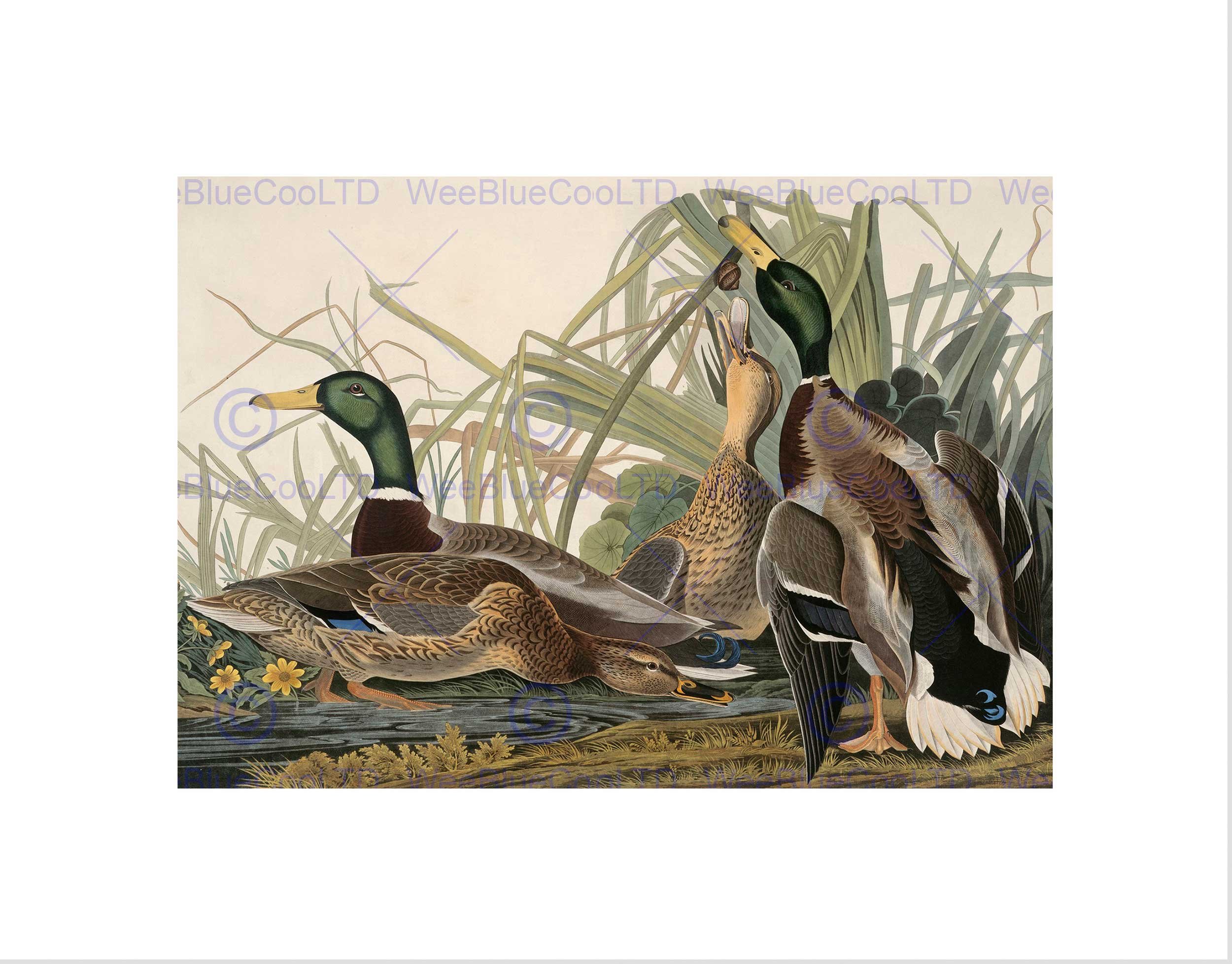 Wee Blue Coo AUDUBON AMERICAN MALLARD DUCK BLACK FRAMED ART PRINT B12X5251