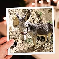 Vista 6 de Capadocia, Turquía. Gran angular, burro. - Tarjeta de felicitación, 6 x 6 pulgadas, individual (gc_189022_5)