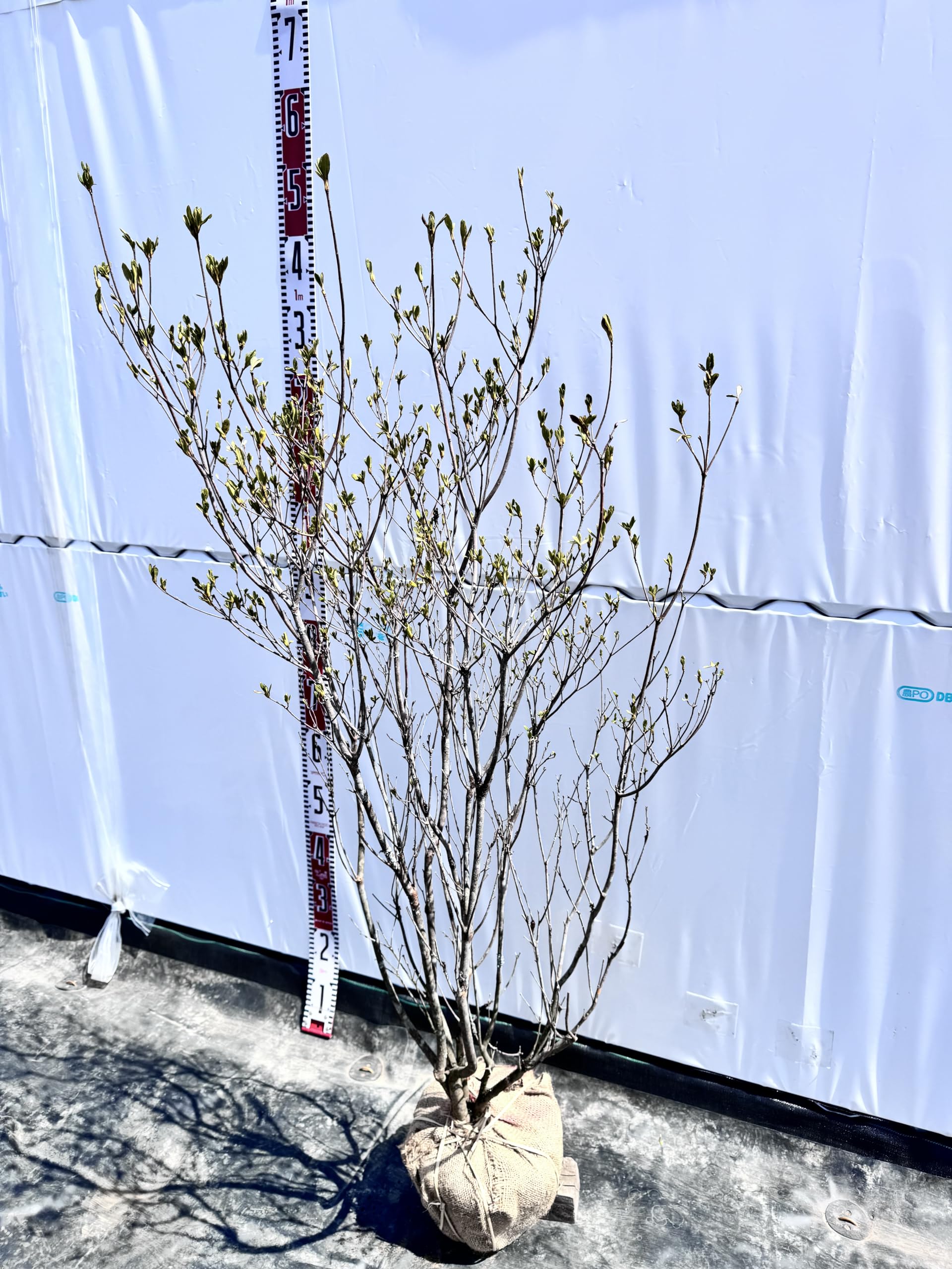 Amazon.co.jp: 『植木/庭木/苗木』《希少白花》山躑躅 Amazon.co.jp: 『植木/庭木/苗木』《希少白花》山躑躅