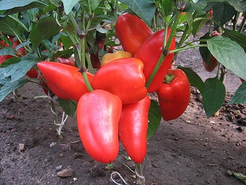 Miniatura 8 de Semillas Verduras Sweet Bell Red Giant Pepper - 30 Semillas