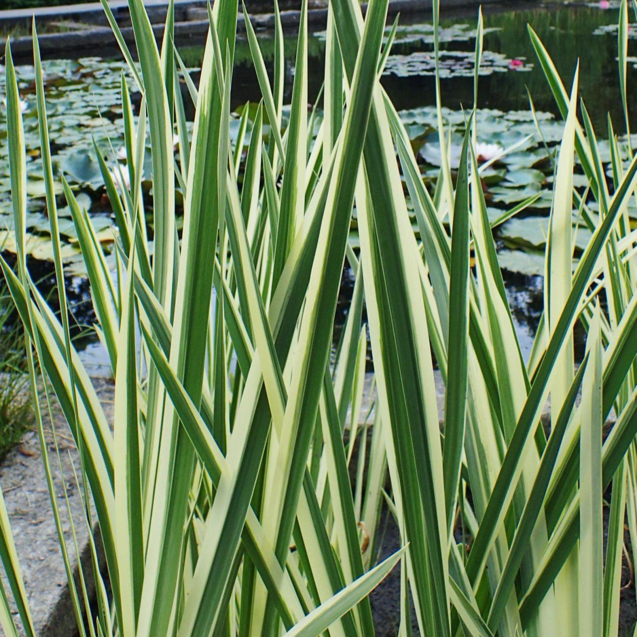 Chalily Variegated Sweet Flag