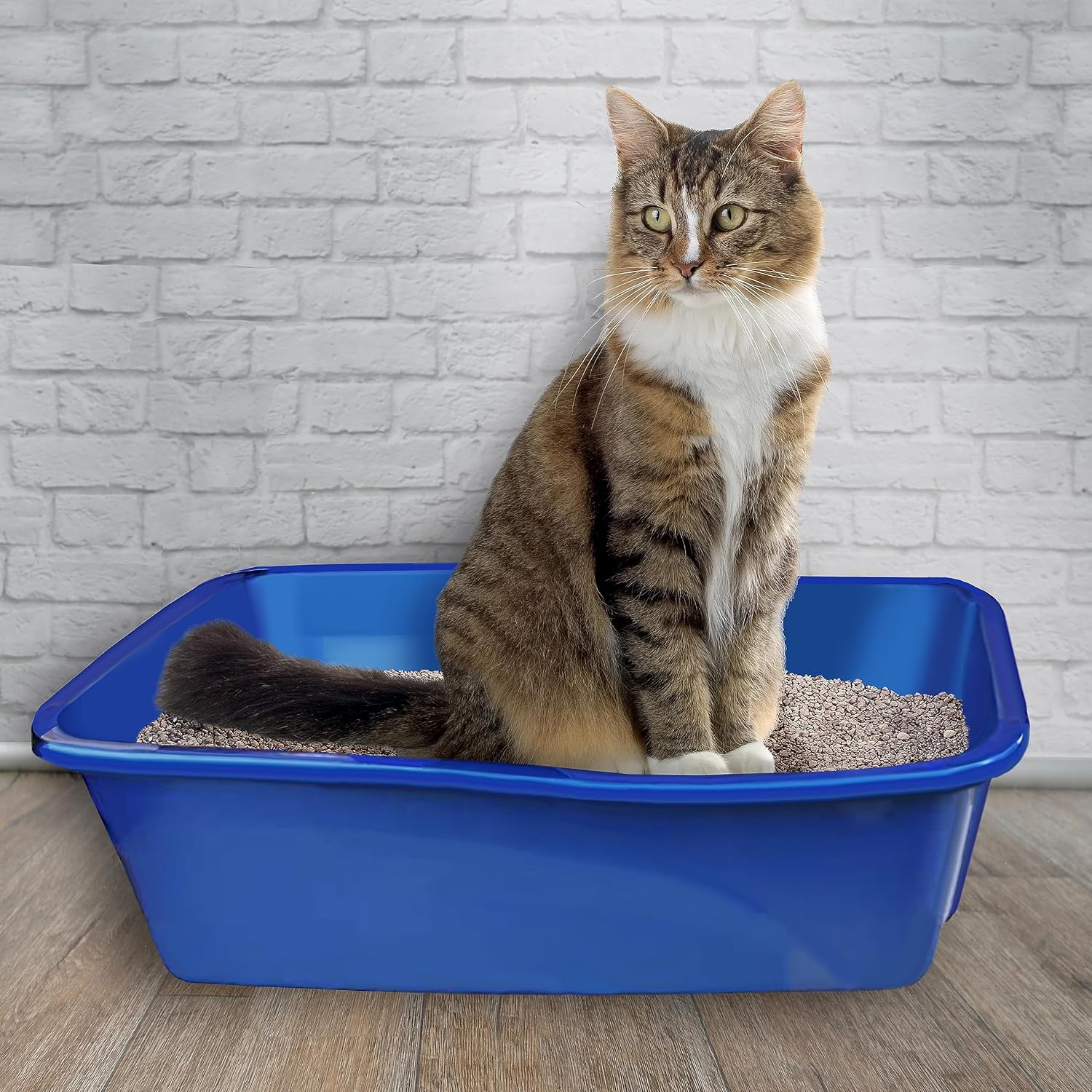 Van Ness Pets Medium Open Cat Litter Box, Space-Saving Pan Size, Blue, CP2 Blue Large