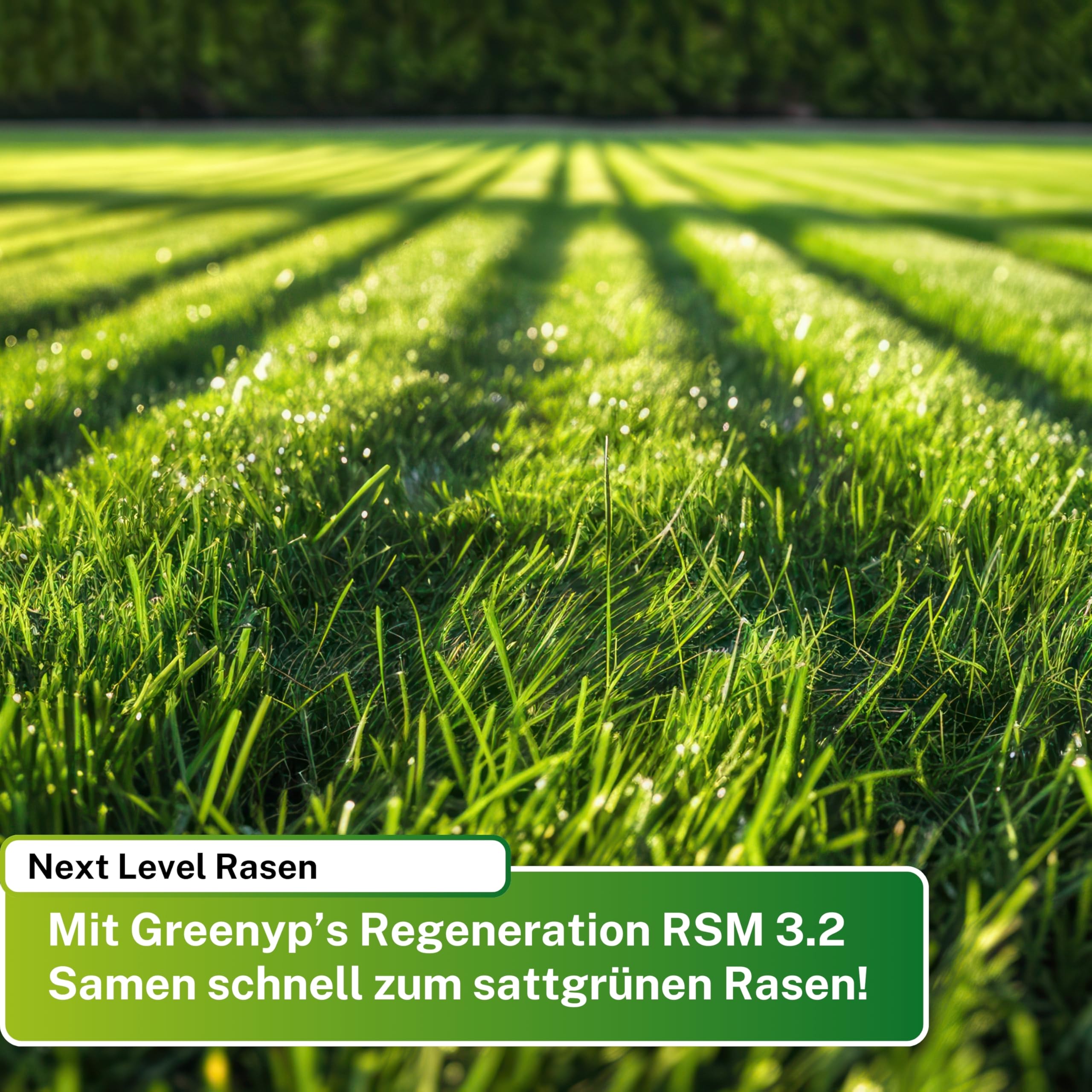 Greenyp Turbo Nachsaat RSM 3.2 I Rasensamen schnellkeimend Frühjahr I 10kg für 400m² I Ideal gegen Lücken als Neu- & Nachsaat I 100% RSM Rasensamen I Grassamen Rasensaat Gras Reparaturrasen