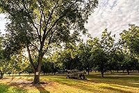 Vista 2 de Nueces de Georgia con cáscara 5 lb