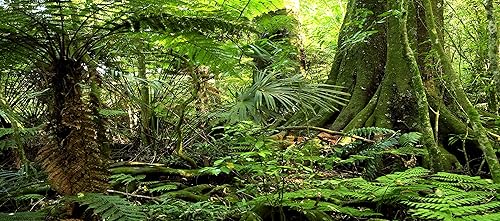Carolina Custom Cages Fondo de hábitat de reptiles, bosque lluvioso, 15.75 x 36 pulgadas