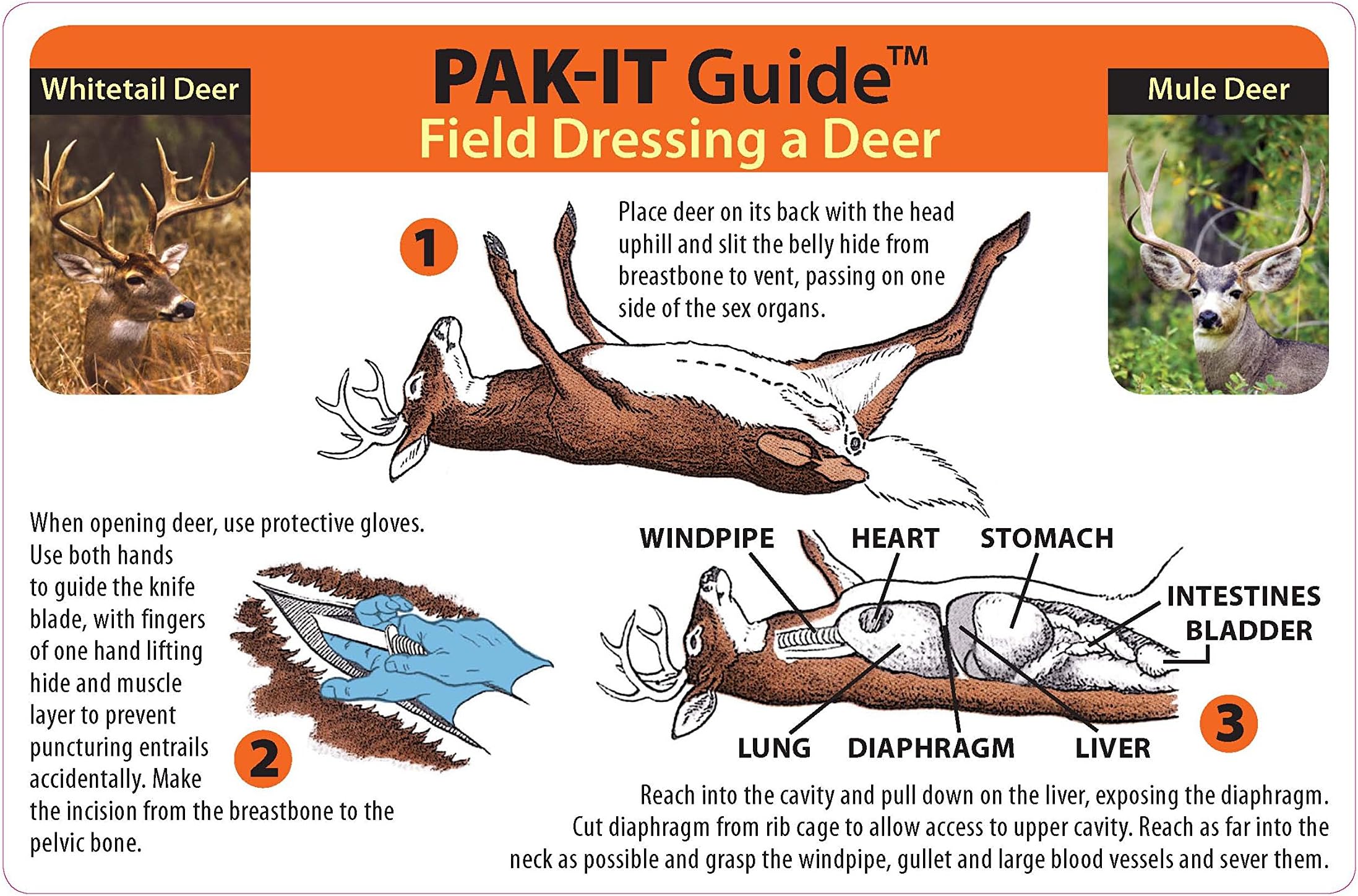 PAK-IT Guide to Field Dressing a Deer